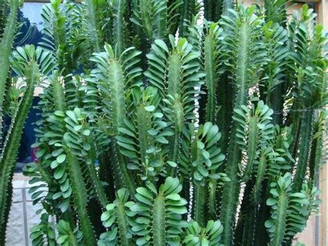 龍骨 植物